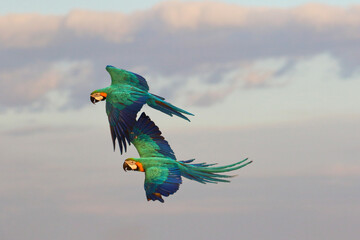 Flying parrots play happily in the sky.