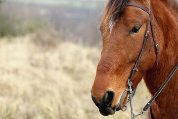 Naklejka premium Adorable chestnut horse outdoors, closeup with space for text. Lovely domesticated pet
