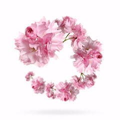 Beautiful sakura blossoms flying on white background. Spring season