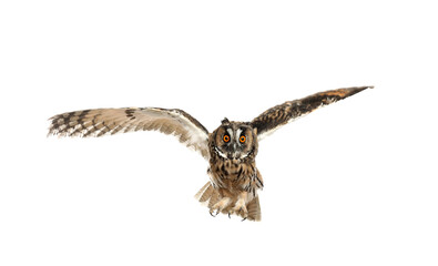 Beautiful eagle owl flying on white background. Predatory bird