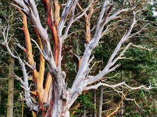 Dying Madrona Tree At Limekiln Point
