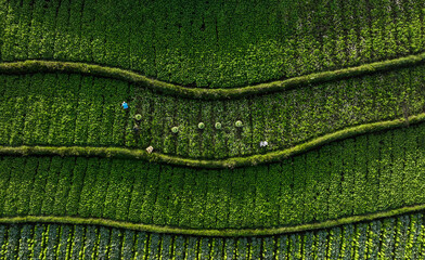 A cabbage farm from above, with farmers harvesting.  - Powered by Adobe