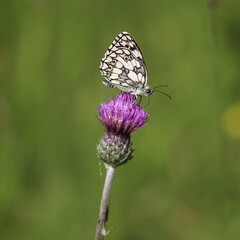 Schachbrettfalter