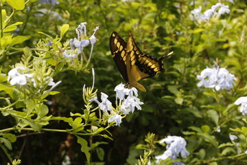 butterfly on a flower