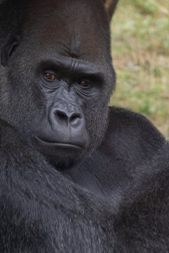 Close portrait of the head of a silverback gorilla