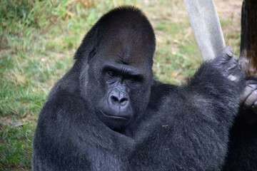 Close portrait of the head of a silverback gorilla holding a rubber rope