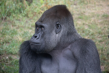 Close portrait of the head of a silverback gorilla