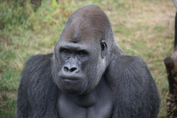 Close portrait of the head of a silverback gorilla