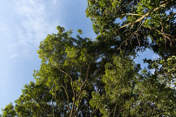 tree in the sky