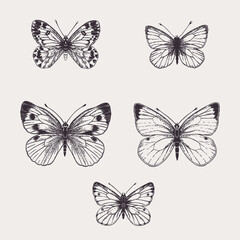 Fototapeta na wymiar Set with white butterflies.