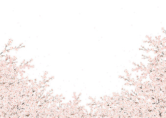 桜 桜吹雪 白バック