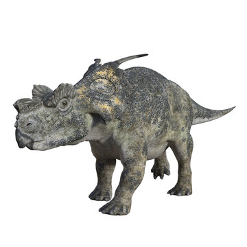 Achelousaurus isolated dinosaur 3d render