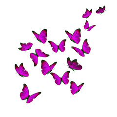 Beautiful pink butterfly