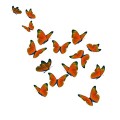 Beautiful orange butterfly