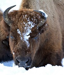 close up of american bison struggling to find food in the harsh winter of the lamar valley along the grand loop road in northeastern yellowstone national park