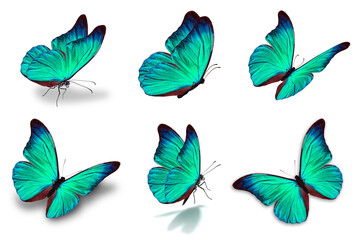 six mophor butterfly - 564445331