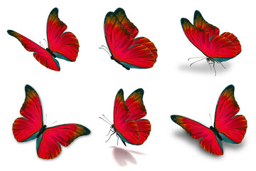 six mophor butterfly