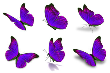 Fototapeta na wymiar six mophor butterfly