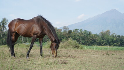 Obraz premium horses in the field