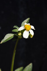 yellow flower on black background