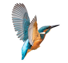 Fototapeta Common flying kingfisher isolated on white background. with clipping path, focus stacking obraz