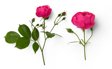 two beautiful pink rose flowers in full bloom and buds isolated over a transparent background,...
