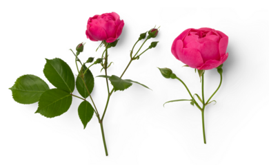 two beautiful pink rose flowers in full bloom and buds isolated over a transparent background, design element for Valentine's Day or fragrance / cosmetics / essential oil themed layouts