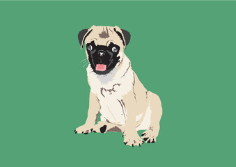 Small animal pet dog of the pug breed