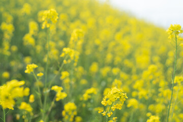 九州地方福岡県久留米市の河川筑後川河川敷の菜の花畑