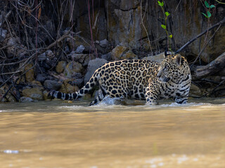 Fototapeta na wymiar Jaguar standing in the river in Pantanal, Brazil