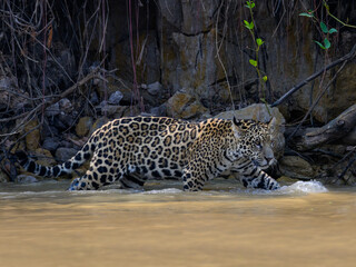 Jaguar walking in the river in Pantanal, Brazil
