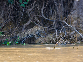 Fototapeta na wymiar Two Jaguars walking and swimming in the river in Pantanal, Brazil