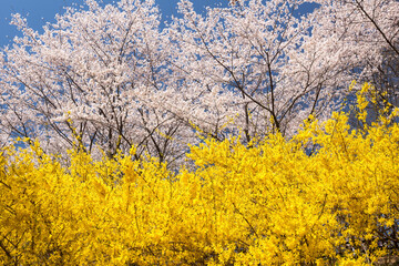 桜の木の花とレンギョウ