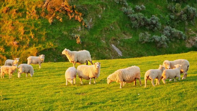Close-up of a flock of sheep playing and eating grass on the lawn at the foot of the mountain