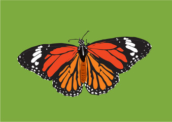 Butterfly, colorful insect with open wings with green background