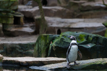 Fototapeta premium penguin on the rocks
