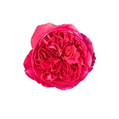 Beautiful single Red Eden Rose on white background