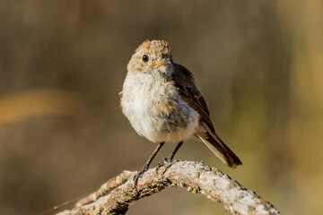 Red-capped Robin in Victoria, Australia