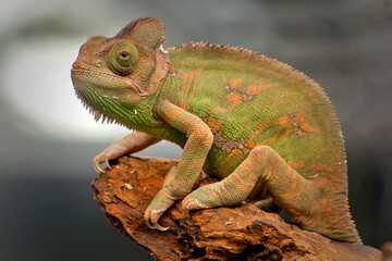 Obraz premium iguana on a tree