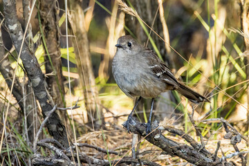 Southern Scrub Robin in Victoria, Australia
