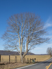 Tree next to the road