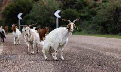Obraz premium Sheep Peeing on the road in the mountains of Sardinia, Italy.