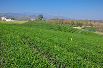 Fototapeta na wymiar Choui Fong Tea Plantation, Chiang Rai, Northern Thailand