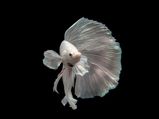 Siamese fighting fish halfmoon type