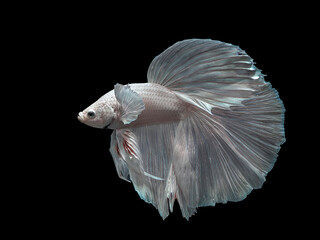 Siamese fighting fish halfmoon type