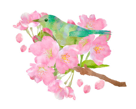 春のイメージの装飾イラスト、うぐいすと桜の手描き透明水彩イラスト