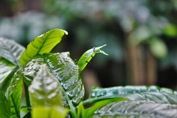 green leaves with dew drops