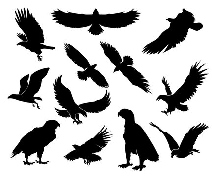 set of silhouettes of birds, eagle, eagle silhouette design, eagle black and white illustration, animal silhouette, eagle silhouette