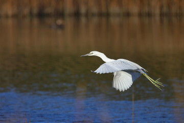 Flying Great egret in coastal marsh against dark blurry background. 