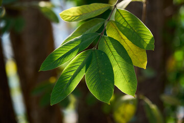 Brach and leaves with sunlight